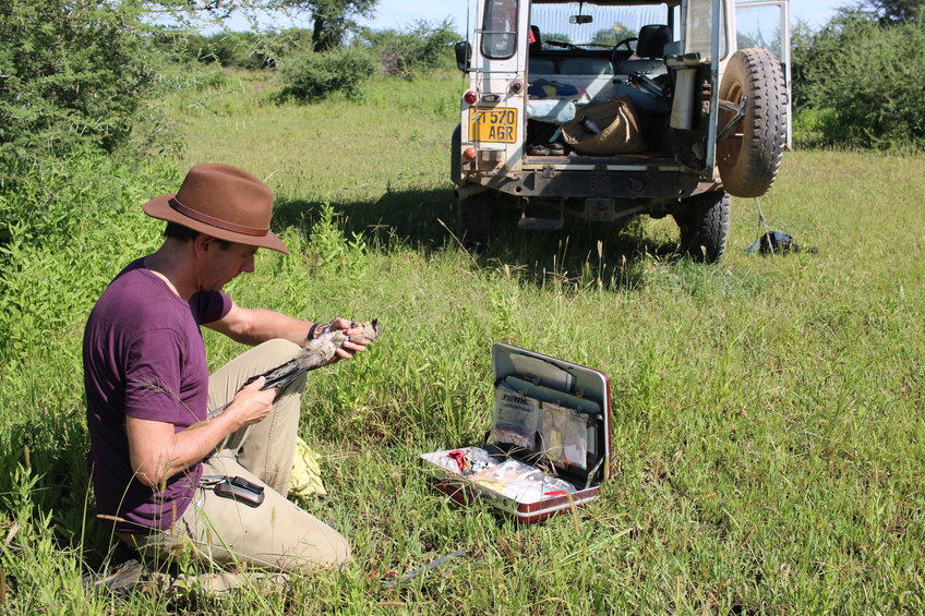 Measuring a white-browed coucal in the field
