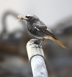 Hausrotschwanz mit Schwebfliege