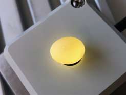 Fertilized zebra finch egg opened for injection of genetically modified primordial germ cells