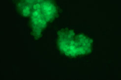 Cultured primordial germ cells expressing the Green Fluorescent Protein