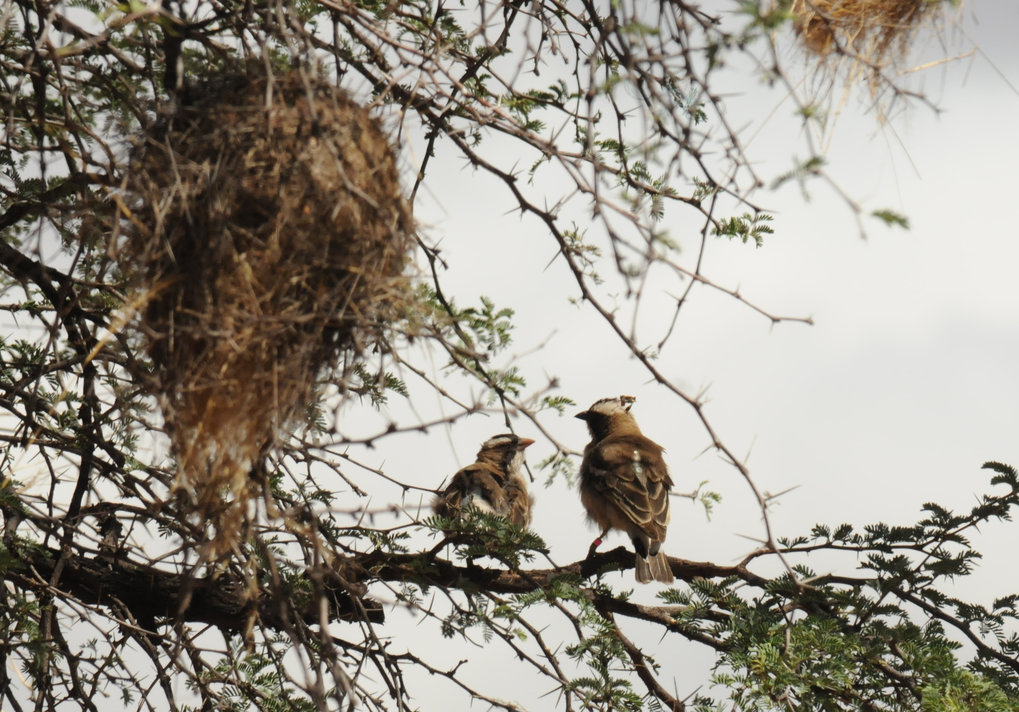 White-browed sparrow weaver<em> (Plocepasser mahali)</em>
