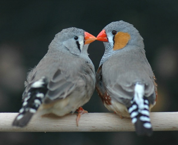 Zebra finches (<em>Taeniopygia guttata</em>)