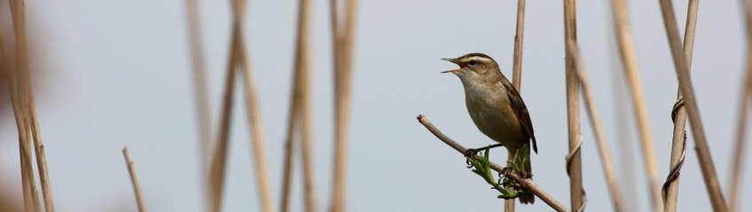 Singender Vogel auf Schilfrohr vor hellem Himmel im Hintergrund