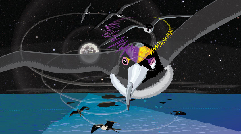 Illustration von fliegendem Fregattvogel und dessen Gehirnaktivität