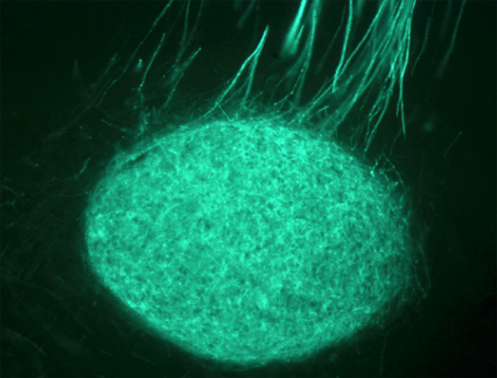 <p>Konnektome der Kerngebiete des Gesangskontrollsystems</p>