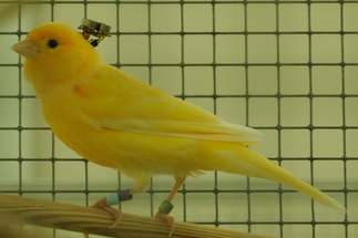 Kanarienvogel <em>(Serinus canaria forma domestica)</em>