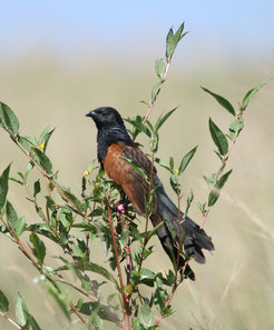 Black coucal (Centropus grillii)