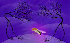 A new method to label proteins in the fruit fly shows the receptors and their position within neurons of the visual system.