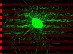 Neurons with the Unc5-receptor send their axons in a cell culture in all directions. The processes avoid the parallel orientated stripes containing the FLRT3-protein (red).