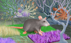 Spinal neurons process tactile information. Along with feedback from the brain, these neurons are able to refine the motions of the legs.