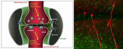 Some contact points between nerve cells (red) are surrounded by star-shaped cells known as astrocytes (green). It was now shown that via ephrinA3/EphA4 interactions, astrocytes influence the communication between nerve cells by removing the transmitter molecule glutamate. This so far unknown activity also has implications for the ability to learn.