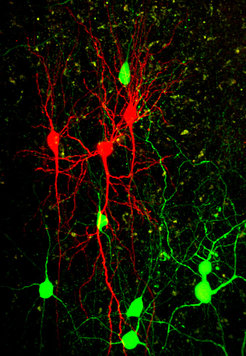 Inhibitory nerve cells (green) can use individual synapses to modulate or block signal processing in cells in the cerebral cortex (red).