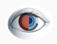 The neural circuits for motion vision are surprisingly similar in the fly and mouse brain.