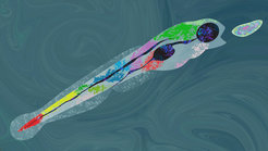 With the help of artificial intelligence, Max Planck neurobiologists have broken down the hunting behavior of zebrafish larvae into its components.