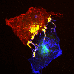 Ephrins (blue) and Ephs (red) form complexes (yellow) at cell contact points. To enable the cells to separate from each other, they are pulled into one of the cells with the help of the signalling proteins Tiam and Rac.