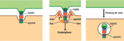 Left: Ephrin and Eph receptors are found on the surface of almost all cells. Centre: When cells come into contact with each other, the two proteins form a tight complex. This triggers a signalling chain which causes the cell membrane to protrude. This process is controlled by the Tiam and Rac molecules and results in the reformation of the actin cytoskeleton. Right: The cells separate when one cell fully engulfs the ephrin/Eph complex through endocytosis.