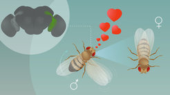 LC10 visual projection neurons are essential to recognize and visually track a female fruit fly during courtship.