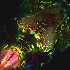 A newly discovered brain circuit enhances the signals of relevant visual stimuli and suppresses those of unimportant ones.