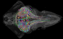 Predator or prey? Neurobiologists demonstrate which nerve cell pathways cause a zebrafish to move towards an object or to flee from it.