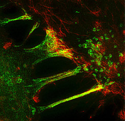 In order to dissolve a close bond as quickly as possible, cells sometimes nibble a piece off each other's cell membrane. The ephrin ligand in one cell (red) binds with the Eph receptor in a neighboring cell (green). The neighboring cell then devours the relatively large receptor-ligand complex (yellow).