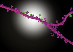The synapses of pyramid cells in the cerebral cortex form functional groups. Some of the related synapses are shown in green in the reconstruction.
