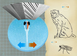 In a complex visual world, animals with very different brains react similar to specific stimuli – revealing similar processing of motion.
