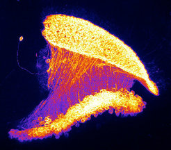 T4 cells in the fly brain become particularly active when the eyes perceive a slowly moving bright edge.