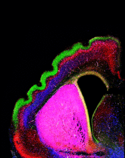 Without adhesion molecules of the FLRT receptor family, the normally smooth mouse cortex, forms folds, which correspond to the structure of the human brain. The neurons shown in this image are stained to mark the corresponding brain layers – green for the outer layer and red for the deeper layers. The other cells are blue.