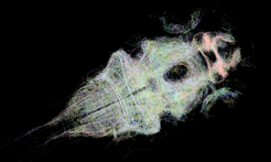 Neurobiologists publish the first interactive nerve cell atlas for the brain of zebrafish. They want to understand how distinct brain areas coordinate their activity to control behavior.
