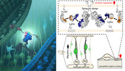 The interaction between three proteins shoves young nerve cells to their destination in the brain. Towards the end of brain development, however, the proteins hold together, enabling synapses to form.
