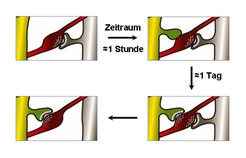 A new contact is established between nerve cells within minutes of a learning stimulus. Yet it takes up to one day before information can be exchanged. Already existing contacts have a high probability of being displaced by the new connection.