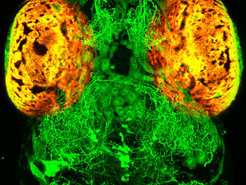 Serotonerge Nervenzellen (grün) haben weitreichende Verbindungen im Zebrafischgehirn. Eine neue Studie zeigt, dass diese Zellen beeinflussen, wie das Gehirn Objekte wahrnimmt. (Die Augen der Fischlarve erscheinen in Orange.)