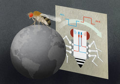 HS-Zellen im Fliegenhirn reagieren auf großflächige, horizontale Bewegungen der Umwelt. Mit diesen Informationen können die Zellen die Beine der Fliege auf der rechten oder der linken Körperseite bremsen und so eine Drehung einleiten.