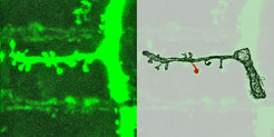 Beim Lernen wachsen auf Nervenzellen Fortsätze, an deren Ende sich eine Synapse befindet (links im Original, rechts in der Rekonstruktion). Wächst die Synapse mit einem ausgewogenen Verhältnis aller Komponenten, bleibt sie auch über längere Zeiten stabil.