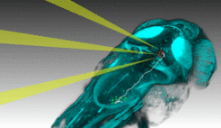 Mit neuen Methoden können Neurobiologen einzelne Nervenzellen von Zebrafischlarven gezielt mit Licht aktivieren und gleichzeitig beobachten, wie sich die Aktivität im Gehirn ausbreitet, um ein Verhalten auszulösen.