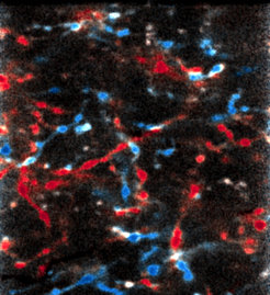 Nicht nur Nervenzellen der Sehrinde, sondern auch Thalamus-Zellen verändern ihre Aktivität, wenn sich die Eingangssignale aus den beiden Augen ändern. Entgegen der Lehrbuchmeinung sind somit beide Hirnbereiche plastisch.