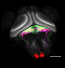The cerebellum has a stereotypical three-layered configuration, which is conserved from fish to mammals. In the larval zebrafish brain (in grey) the granule cell layer (green) sends parallel fibers to the molecular layer, where they contact the dendrites of the Purkinje cells (magenta). Inferior olivary neurons (red) also provide inputs to the Purkinje cells. Scale bar = 100 microns; the head of the fish is oriented towards the top of the image.