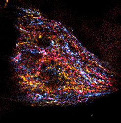 The zebrafish cerebellum shows very different patterns of activity to different sensory stimuli. Granule cell axons responding to different visual and tactile stimuli are pseudocolored in red, blue and yellow.