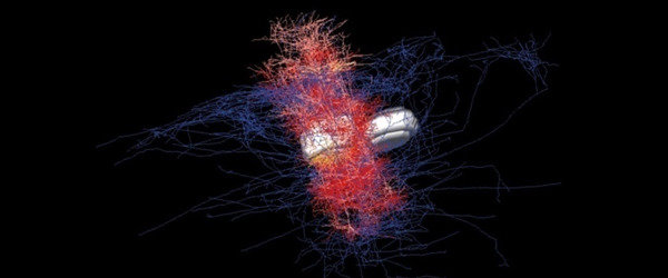 Cortical column in silico