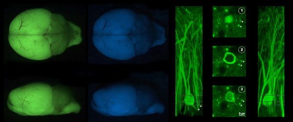 Research Group Tools for Bio-Imaging