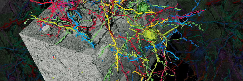 denk.jpg Department Electrons - Photons - Neurons