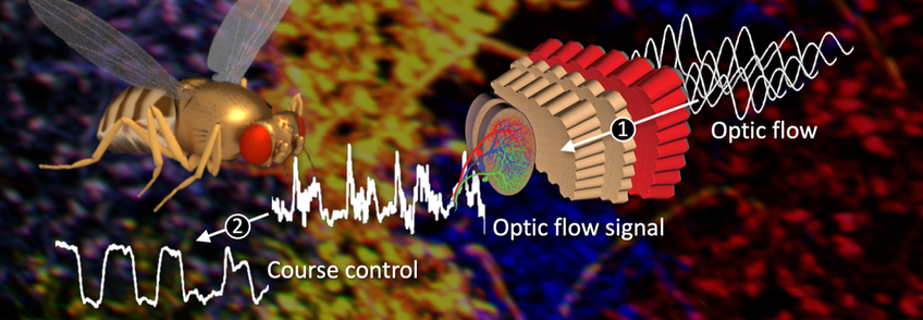 Neuroethology of Motion Vision