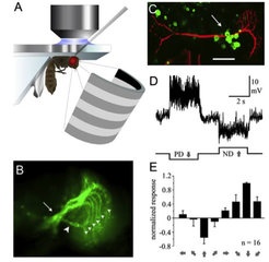 Whole cell patch clamp recordings and basic response characteristics of Drosophila VS-cells. (A) Schematic drawing of the experimental setup. (B) Expression of a green fluorescent marker in lobula plate tangential cells (Gal4/UAS-system). (C) VS1 cell filled with a red Alexa dye by whole cell patch clamp. (D) Directional selective response of the same cell. (E) Orientation tuning of 16 VS-cells (VS1-VS6).