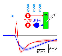 Probing functional connectivity. Small-field neurons (T4/T5 or LPi3-4) are stimulated by expressing the light-sensitive Channelrhodopsin-2 in those and exposing them to light flashes. The resulting synaptic response is recorded at high temporal resolution in downstream neurons using the whole-cell patch-clamp technique. In combination with other manipulations and pharmacology (not shown), the underlying synaptic conectivty can be inferred.