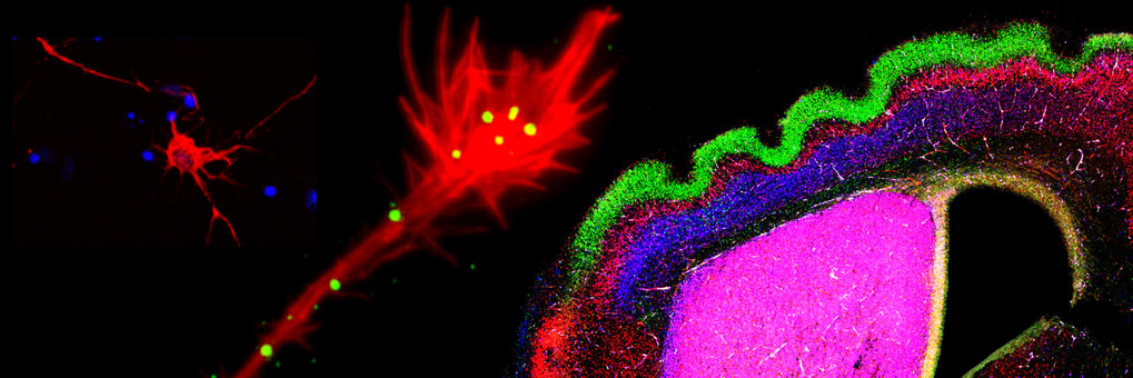 Department Molecules - Signaling - Development