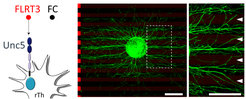 FLRT3 protein is repulsive for neurons expressing the Unc5 receptor (scheme on left). Brain explant (green ball in center) grown on a carpet of stripes containing FLRT3 (red stripes) and FC control protein (black stripes). Green axons growing out of the explant avoid the red stripes (high power image on the right)