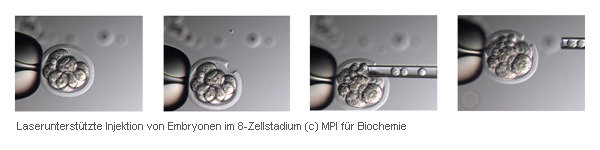 Laser supported injection of embryos in the 8-cell stage. (c) MPI of Biochemistry
