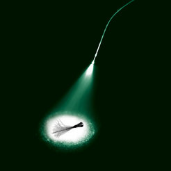 Light-sensitive proteins, introduced into the membrane of neurons, can be activated or deactivated by light. This photo montage shows that researchers can use light, for example, to investigate the relationships between neuronal activity and behavior (here tail movements) in almost transparent zebrafish larvae.