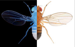 Dopamin hilft Tieren wie der Fliege Drosophila melanogaster gut und schlecht (symbolisiert durch schwarz und weiß) in ihre Entscheidungen einzuordnen.