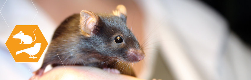 Tierpfleger*in mit Fachrichtung Forschung und Klinik Schwarze Maus auf einem Handrücken